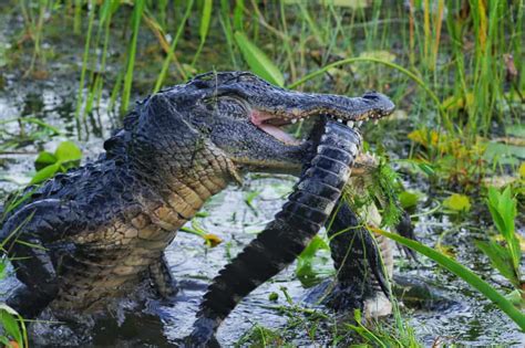 15 Things Alligators Like To Eat Diet And Facts