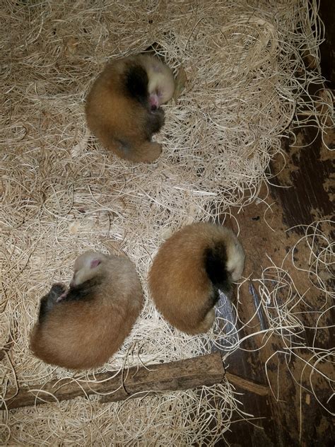 Pics 3 Red Panda Cubs Born At Greenville Zoo