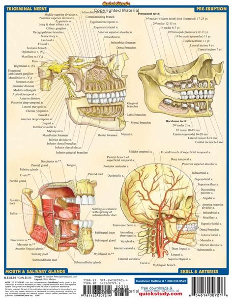 Dental Anatomy Quickstudy Academic Inc Barcharts 9781572228108