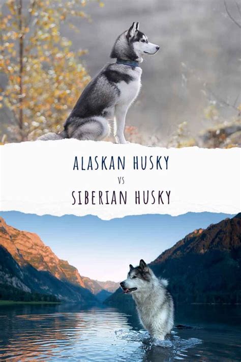 alaskan husky vs siberian husky similarities and differences
