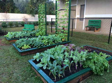 Raised Bed Gardening 101 Ufifas Extension Leon County