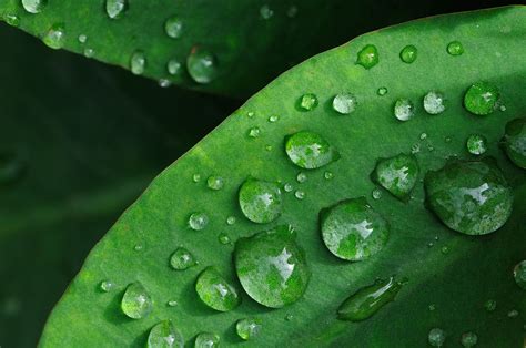 Wallpaper Nature Plants Water Drops Green Dew Leaf Flower Drop