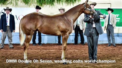 2017 Aqha Weanling Colts Youtube