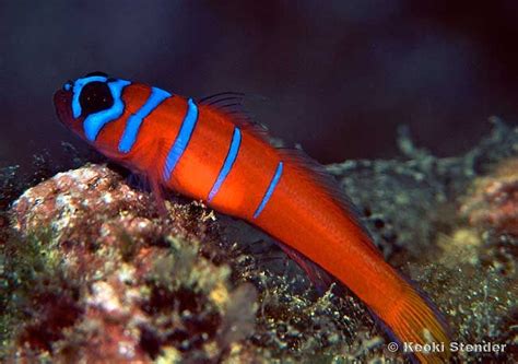 Catalina Bluebanded Goby Lythrypnus Dalli Tropical Fish Photo From