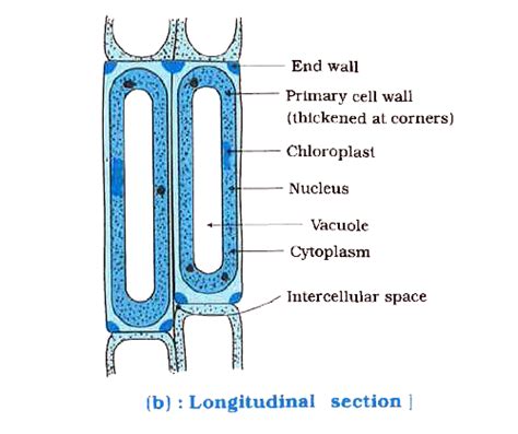 Draw The Labelled Diagram Collenchyma Transverse And Longitudinal Se