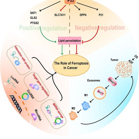 Regulation Of The Ferroptosis Pathway The Primary Metabolisms Of