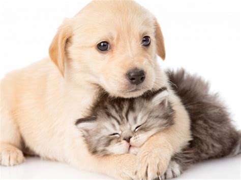 Amistad Entre Perros Y Gatos ¿es Posible Duko