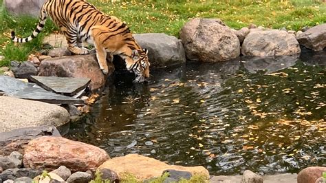 Broadway Liquor Donates 25000 To Roosevelt Park Zoo Amur Tiger Habitat