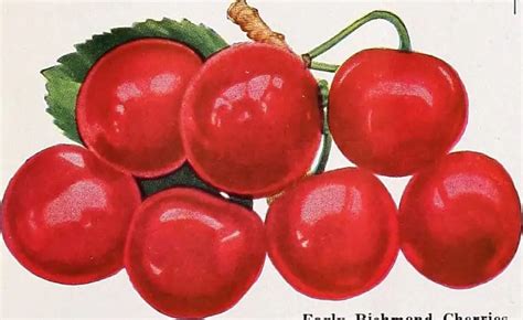 8 Cherry Trees To Grow In Maine Edible And Ornamental