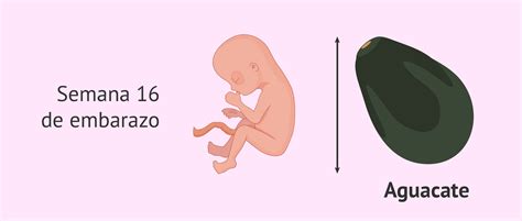 Top 126 Semana 16 De Embarazo Imagenes Destinomexicomx