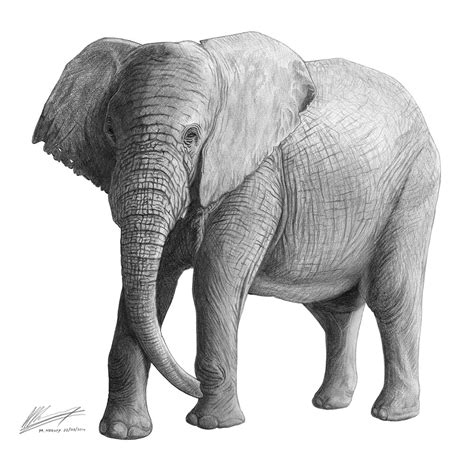 South African Elephant A3 Pencil Drawing Matt Harveys Portfolio