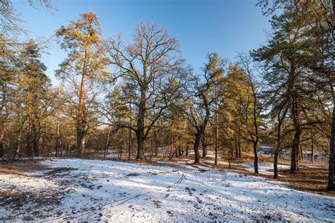 Early Spring Landscape With Oak And Pine Trees And Melting Snow In The