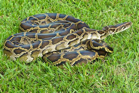 Everglades snake hunt to cull Burmese python population - Lonely Planet