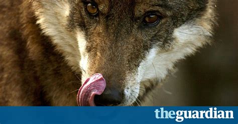 Madrid To Double Farmers Compensation Fund For Wolf Attacks World