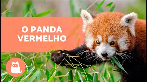 Conheça O Panda Vermelho 🐼 ️ Características Habitat E Alimentação
