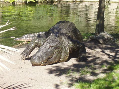 American Alligator Zoochat