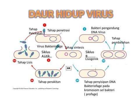 Penjelasan Daur Hidup Virus Terlengkap MateriIPA Com