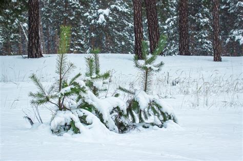 Green Young Fir Trees Grow On Snow Stock Photo Image Of