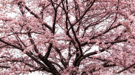 55 Japanese Cherry Blossom Wallpaper 1920×1080