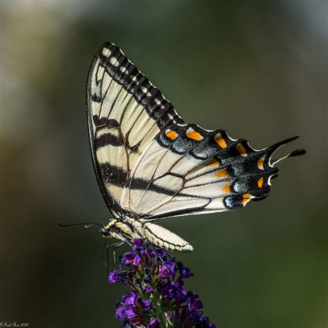 At The Summit Eastern Tiger Swallowtail Papilio Glaucus Flickr
