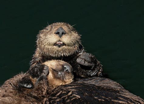 Sea Otter Mum And Pup Are Happy In Their Cuddles — The Daily Otter