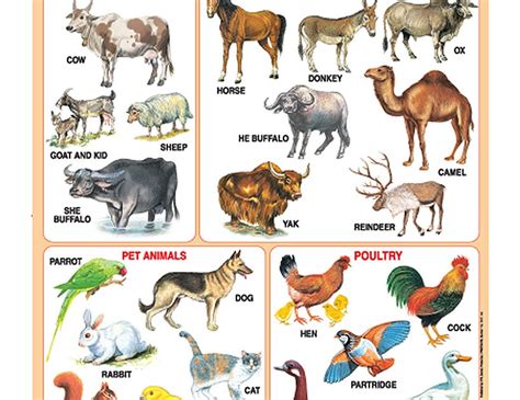 Is available with multiple payment. Sikkim Animals Name Chart / ANIMALS CHART FOR CHILDREN ...