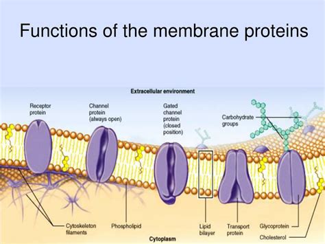 What Cell Membrane Function Functions Functions And Diagram Gambaran