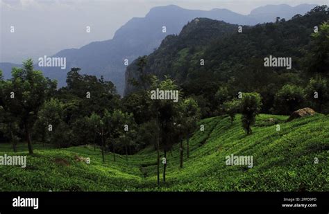 Scenic Landscape Of Nilgiri Mountains Foothills And Green Tea