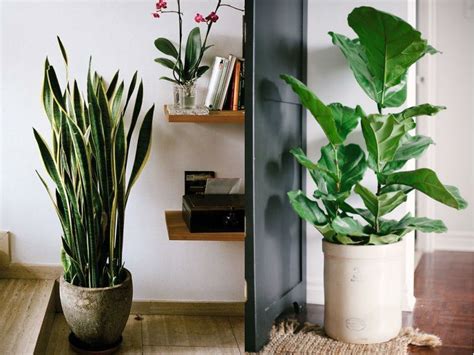 Your home's decor lets your guests in on your personality as an individual, and finding that right touch with kohl's is easy! Stylish Ways To Use Indoor Plants In Your Home Décor
