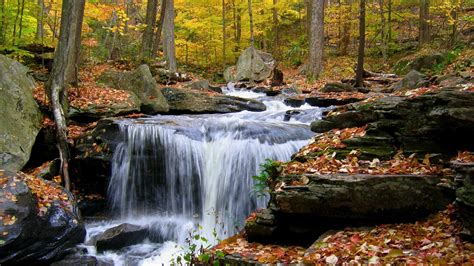 Autumn Forest Stream Foliage Thresholds Phone Wallpapers