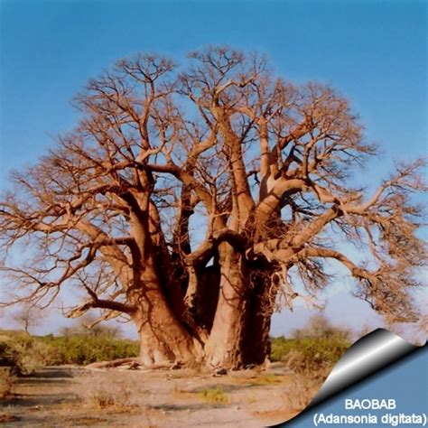 Adansonia Digitata Baobab