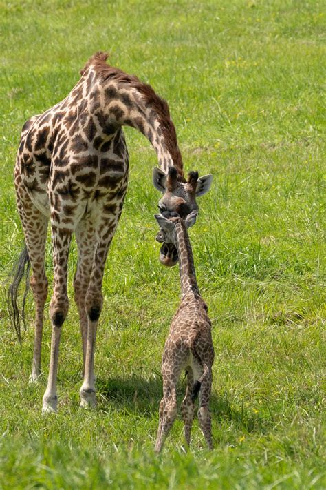 The Wilds Celebrates Birth Of Endangered Giraffe Columbus Zoo And
