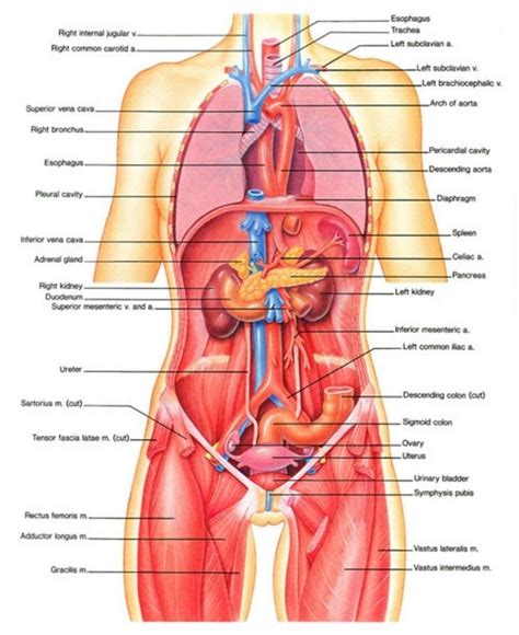 Image Result For Organs Abdominal Cavity Body Organs Diagram Human