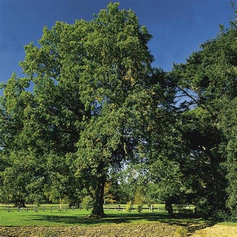 Pyramidal English Oak French Oak Quercus Robur Mygardenlife