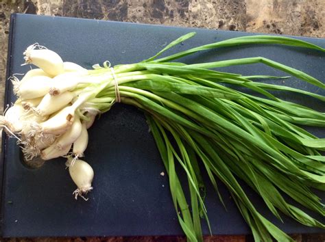 The Benefits Of Green Garlic Health Benefits