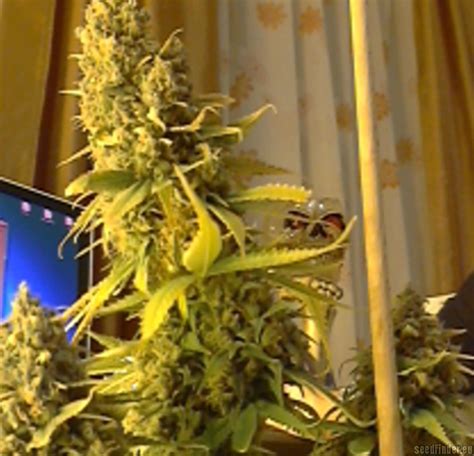 Strain Galerie Big Bud Sensi Seeds Pic 24051349997792334 Von Sievers