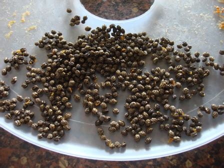 Apart from a strong flavor, called as black gold by the british. How to Use Papaya Seeds for Hair Growth