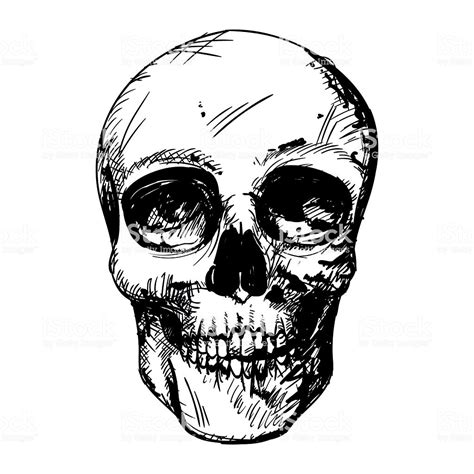 Vector Black And White Human Skull Drawing Stock