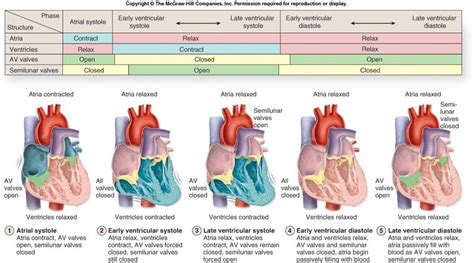 Cardiac Cycle Drawing At Getdrawings Free Download