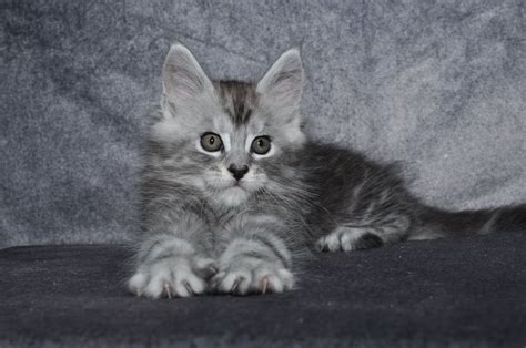 Domusfelina savannahs cats breeder in europe. Pin on Maine Coon Cat
