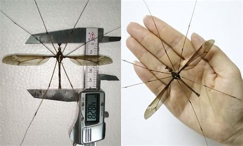 Worlds Largest Mosquito Is Caught In China Daily Mail Online