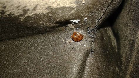 What Are The Signs Of A Bed Bug Infestation