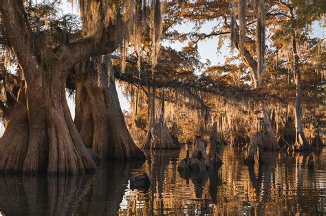 Louisiana Swamp Giant Bald Cypress Trees Three By Bill Swindaman