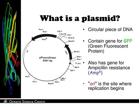 Each plasmid carries only a few genes. PPT - Way to Glow! Bacterial Transformation PowerPoint ...