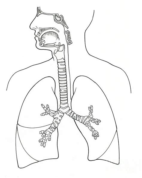 Illustration Of Respiratory System Photograph By Science Source Pixels