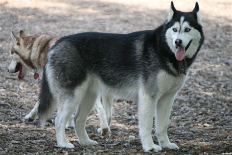 Siberian Husky Color What Color Of Siberian Husky Is The Best Dog