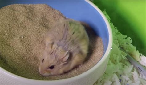 Hamster Sand Bath Everything You Need To Know Age Of Paws