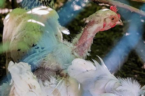 Tierschützerin über Hühnerhaltung In Hohenstein Ernstthal Indizien Könnten Auf Kannibalismus