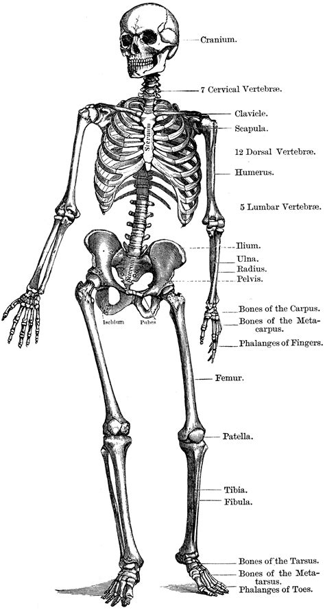 The Human Skeleton Clipart Etc