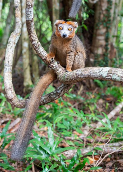 Flickrpm6iquj Crowned Lemur Es Una Especie De Primates